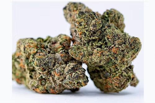 Tropical Flo -Sativa dominate Hybrid